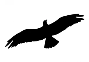 Naklejki ptaków drapieżnych. Zabezpieczenie przed ptakami. Naklejka (wzór L30). 